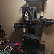 Kitty Jean Williams is registered to the contest to win money with this photo: cat, calico_cat, pet, animal, cat_tree, scratching_post, indoor, home, furniture, plush, shelter, curious, sitting, portrait, wall, table, bottles, vitamins, eyeglasses, clutter