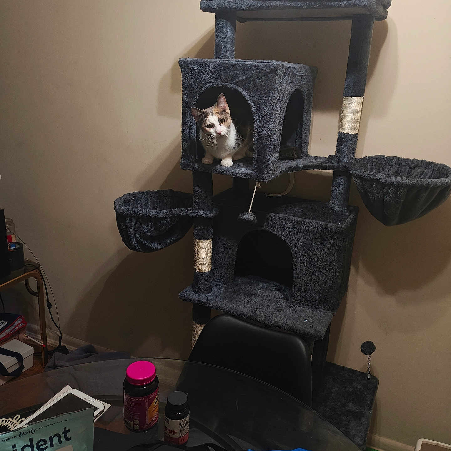 Kitty Jean Williams is registered to the contest to win money with this photo: cat, calico_cat, pet, animal, cat_tree, scratching_post, indoor, home, furniture, plush, shelter, curious, sitting, portrait, wall, table, bottles, vitamins, eyeglasses, clutter