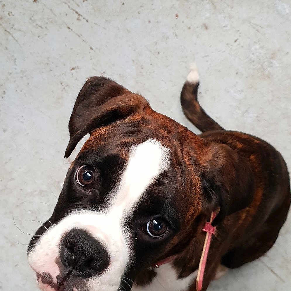 Molly May is registered to the contest to win money with this photo: american_bulldog, american_pit_bull_terrier, american_staffordshire_terrier, boxer, canidae, carnivore, companion_dog, dog, dog_breed, fawn, mammal, non_sporting_group, nose, olde_english_bulldogge, pit_bull, rare_breed_dog, snout, sporting_group, valley_bulldog, vertebrate
