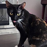 Misu is registered to the contest to win money with this photo: animal, black_cat, cat, closeup, curious, cute, domestic_cat, feline, fur, household, indoor, looking, mischievous, pet, portrait, table, tongue_out, whiskers, white_paws, yellow_eyes