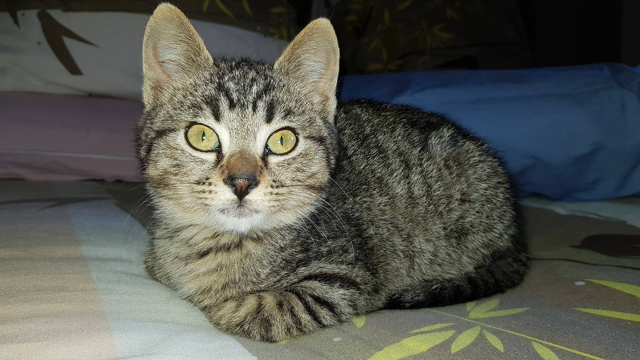 Rexie participe au concours pour gagner de l'argent avec cette photo : carnivore, cat, comfort, domestic_short_haired_cat, eye, felidae, fur, grey, paw, sitting, small_to_medium_sized_cats, snout, tail, terrestrial_animal, whiskers, wildlife