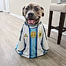 Mowgli is registered to the contest to win money with this photo: dog, pet, animal, smiling, soccer_jersey, argentina, indoor, floor, wooden_floor, happy, tongue_out, brown_dog, clothing, sports, fifa, fifa_logo, chair, home, cute, portrait