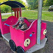 Mowgli is registered to the contest to win money with this photo: dog, playground, play_equipment, pink, train, park, grass, trees, outdoor, happy, pet, animal, canine, harness, smiling, daylight, recreation, vehicle, nature, fun