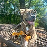 Mowgli joined the competition — help win amazing prizes! dog, brindle, toy, outdoor, sunlight, table, mesh_table, happy, pet, animal, nature, greenery, playful, canine, collar, sunny, relaxed, daytime, close_up, background_blur