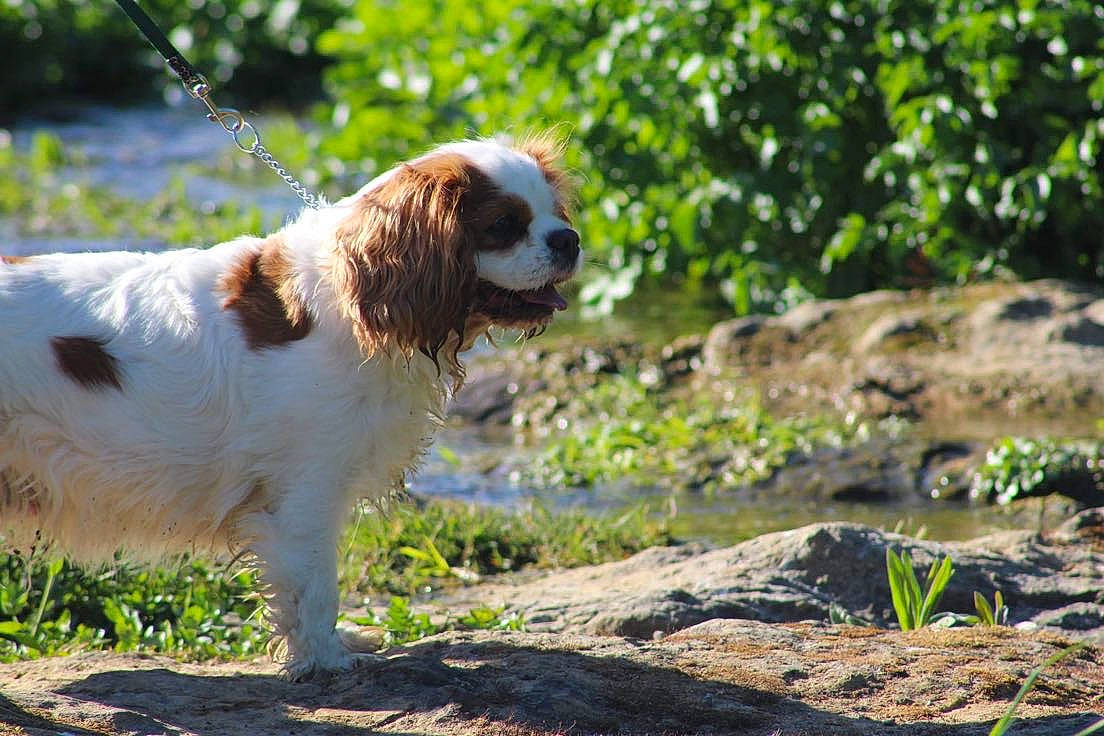 Izzy participe au concours pour gagner de l'argent avec cette photo : canidae, carnivore, cavalier_king_charles_spaniel, companion_dog, dog, dog_breed, fawn, grass, gun_dog, plant, snout, soil, spaniel, sporting_group, tail, terrestrial_animal, toy_dog, water, working_animal, working_dog