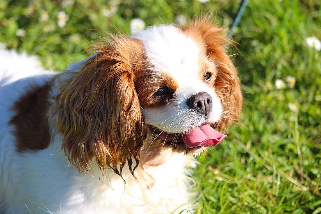 Izzy a rejoint le concours — aidez-le/la à gagner de superbes lots ! canidae, carnivore, cavalier_king_charles_spaniel, companion_dog, dog, dog_breed, fawn, fur, grass, gun_dog, king_charles_spaniel, liver, plant, snout, spaniel, sporting_group, terrestrial_animal, toy_dog, vertebrate, whiskers