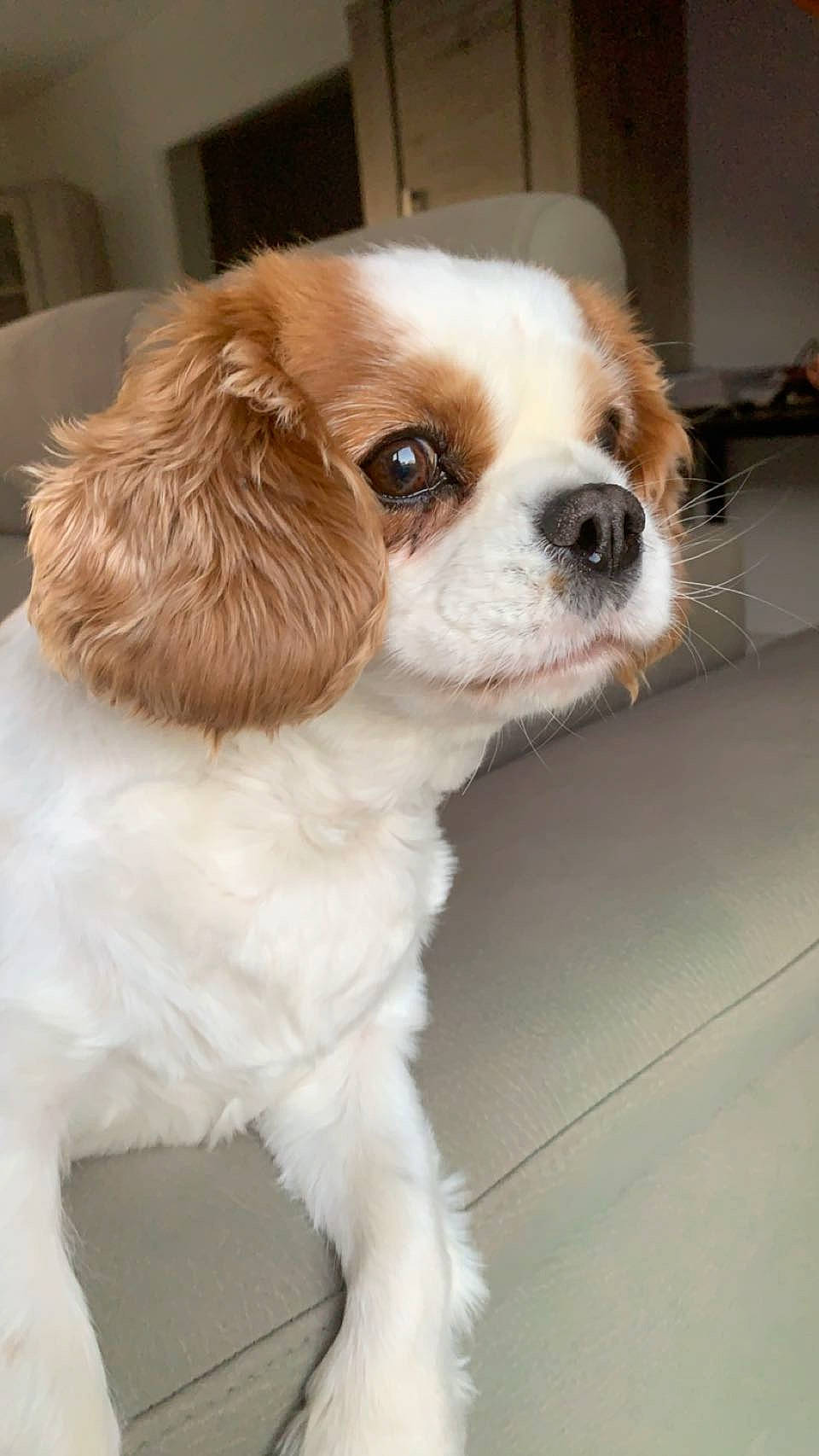 Izzy a rejoint le concours — aidez-le/la à gagner de superbes lots ! canidae, carnivore, cavalier_king_charles_spaniel, companion_dog, dog, dog_breed, door, eye, fawn, fur, gun_dog, king_charles_spaniel, liver, non_sporting_group, puppy, snout, sporting_group, toy_dog, whiskers, working_animal