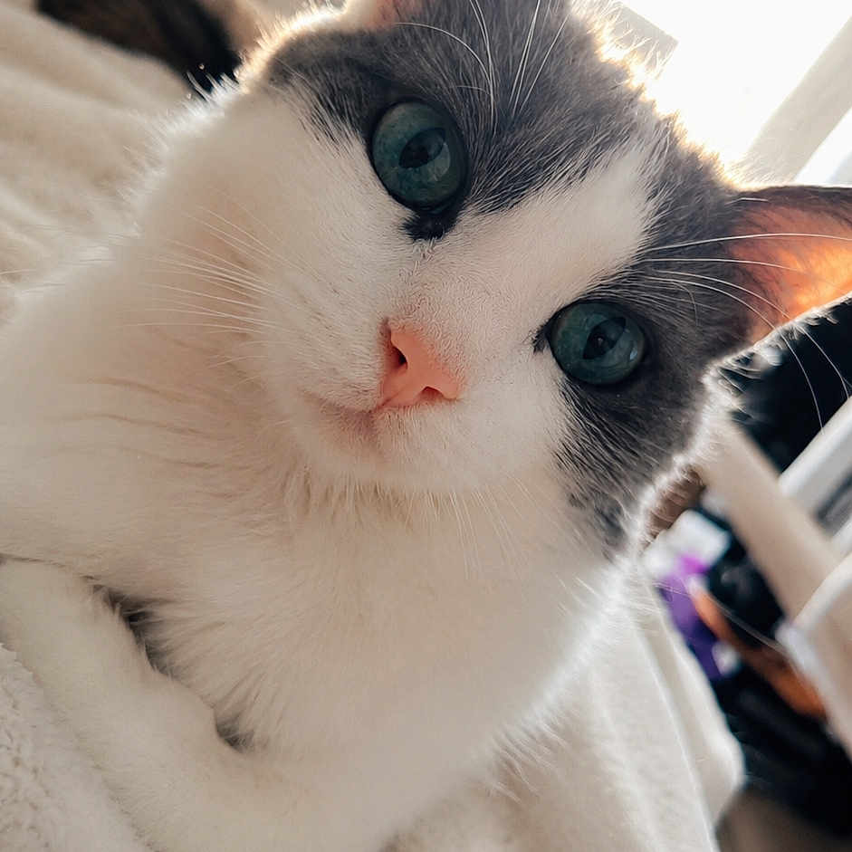 Shining participe au concours pour gagner de l'argent avec cette photo : cat, blue_eyes, close_up, indoor, soft_blanket, sunlight, window, pet, feline, whiskers, cute, cozy, fur, domestic_animal, relaxed, portrait, animal, sleepy, home, ears