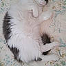 Shining participe au concours pour gagner de l'argent avec cette photo : cat, fluffy, white, gray, lying_down, bedspread, floral_pattern, relaxed, pet, domestic_animal, fur, sleepy, cute, animal, resting, comfort, indoors, soft, whiskers, paw