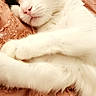 Shining participe au concours pour gagner de l'argent avec cette photo : cat, pet, feline, relaxed, green_eyes, white_fur, gray_fur, blanket, texture, closeup, resting, indoor, cute, animal, soft, cozy, whiskers, paw, portrait, sleepy