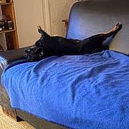 Bbchat participe au concours pour gagner de l'argent avec cette photo : dog, black_dog, couch, blue_blanket, indoor, pet, relaxed, lying_down, furniture, floor, home, small_dog, canine, resting, domestic_animal, paw, snout, ear, living_room, comfort