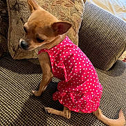 Cleo joined the competition — help win amazing prizes! dog, small_dog, chihuahua, pink_dress, polka_dot, couch, pillow, indoor, pet, animal, furniture, seated, brown_dog, textured_fabric, domestic, cute, side_view, shy, resting, canine