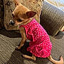 dog, small_dog, chihuahua, pink_dress, polka_dot, couch, pillow, indoor, pet, animal, furniture, seated, brown_dog, textured_fabric, domestic, cute, side_view, shy, resting, canine