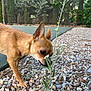 dog, small_dog, brown_dog, wildflower, plant, pebbles, outdoor, garden, nature, curious, sniffing, ears_up, daylight, greenery, background_blur, side_view, animal, pet, closeup, ground