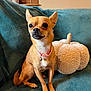 dog, chihuahua, pet, small_dog, collar, bell, couch, cushion, pumpkin, indoor, window, plant, wooden_blinds, fur, sitting, alert, cute, animal, home, cozy