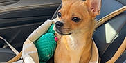 Cleo is registered to the contest to win money with this photo: dog, chihuahua, pet, tote_bag, car_seat, toy, small_dog, beige, tan, sunlight, indoors, animal, cute, alert, curious, leather_seat, travel, companion, domestic_animal, car_interior