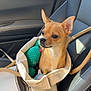 dog, chihuahua, pet, tote_bag, car_seat, toy, small_dog, beige, tan, sunlight, indoors, animal, cute, alert, curious, leather_seat, travel, companion, domestic_animal, car_interior