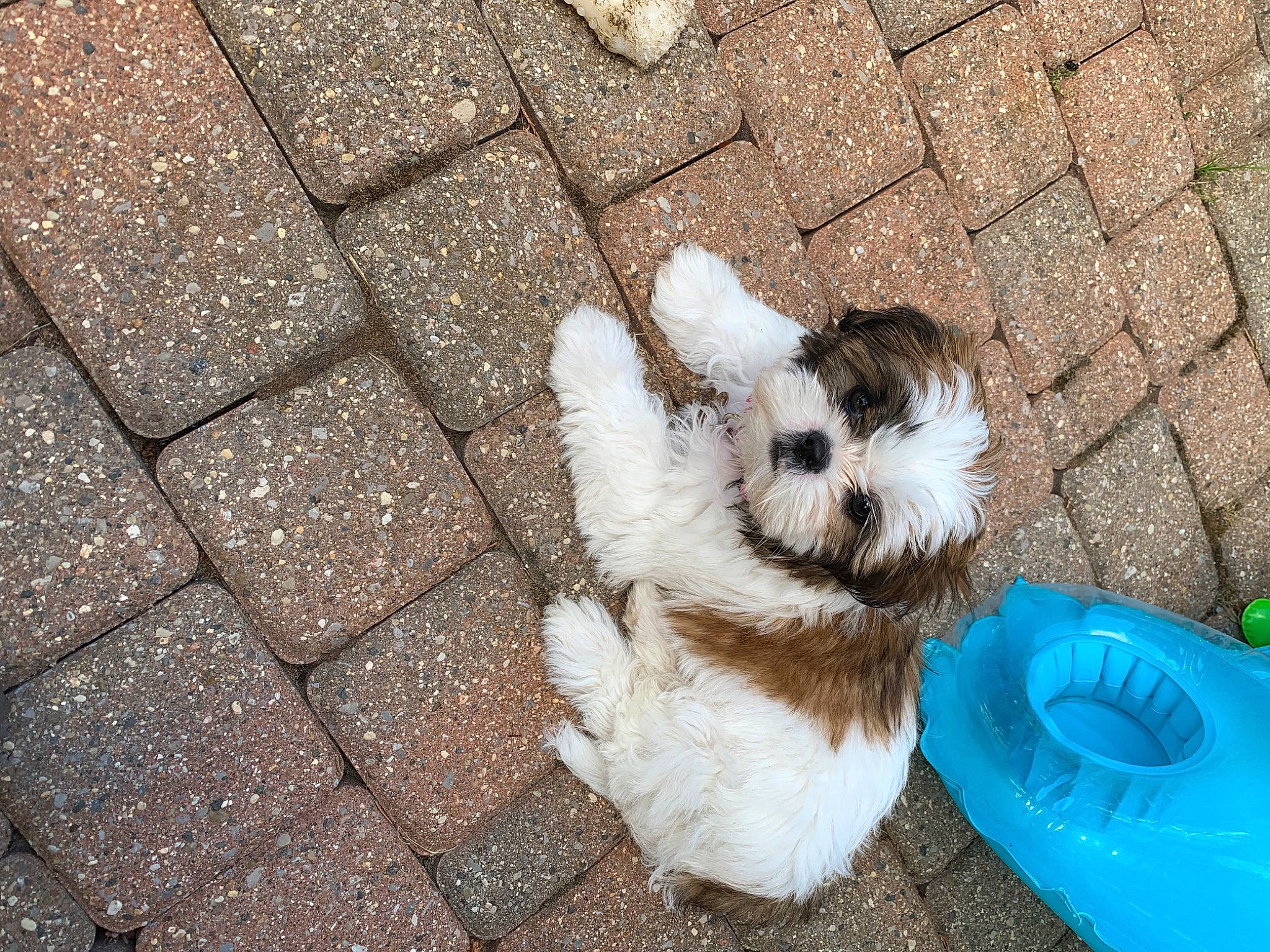 Mila is registered to the contest to win money with this photo: asphalt, brick, brickwork, carnivore, cobblestone, companion_dog, concrete, dog, dog_breed, dog_supply, flooring, fur, grass, pattern, paw, road_surface, sidewalk, soil, tail, toy_dog