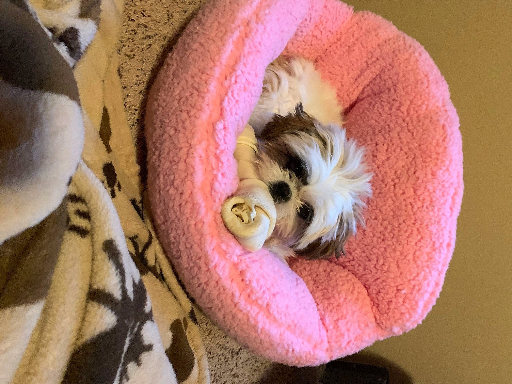 Mila joined the competition — help win amazing prizes! carnivore, cat, cat_bed, cat_supply, comfort, companion_dog, dog_breed, dog_supply, fawn, felidae, fur, linens, pet_supply, small_to_medium_sized_cats, snout, tail, textile, toy_dog, whiskers, wood