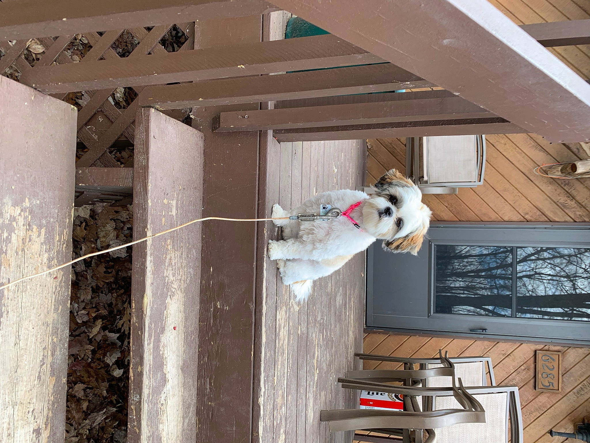 Mila is registered to the contest to win money with this photo: building, carnivore, ceiling, concrete, daylighting, dog, door, facade, floor, flooring, hardwood, house, room, sash_window, siding, sporting_group, television, wall, window, wood