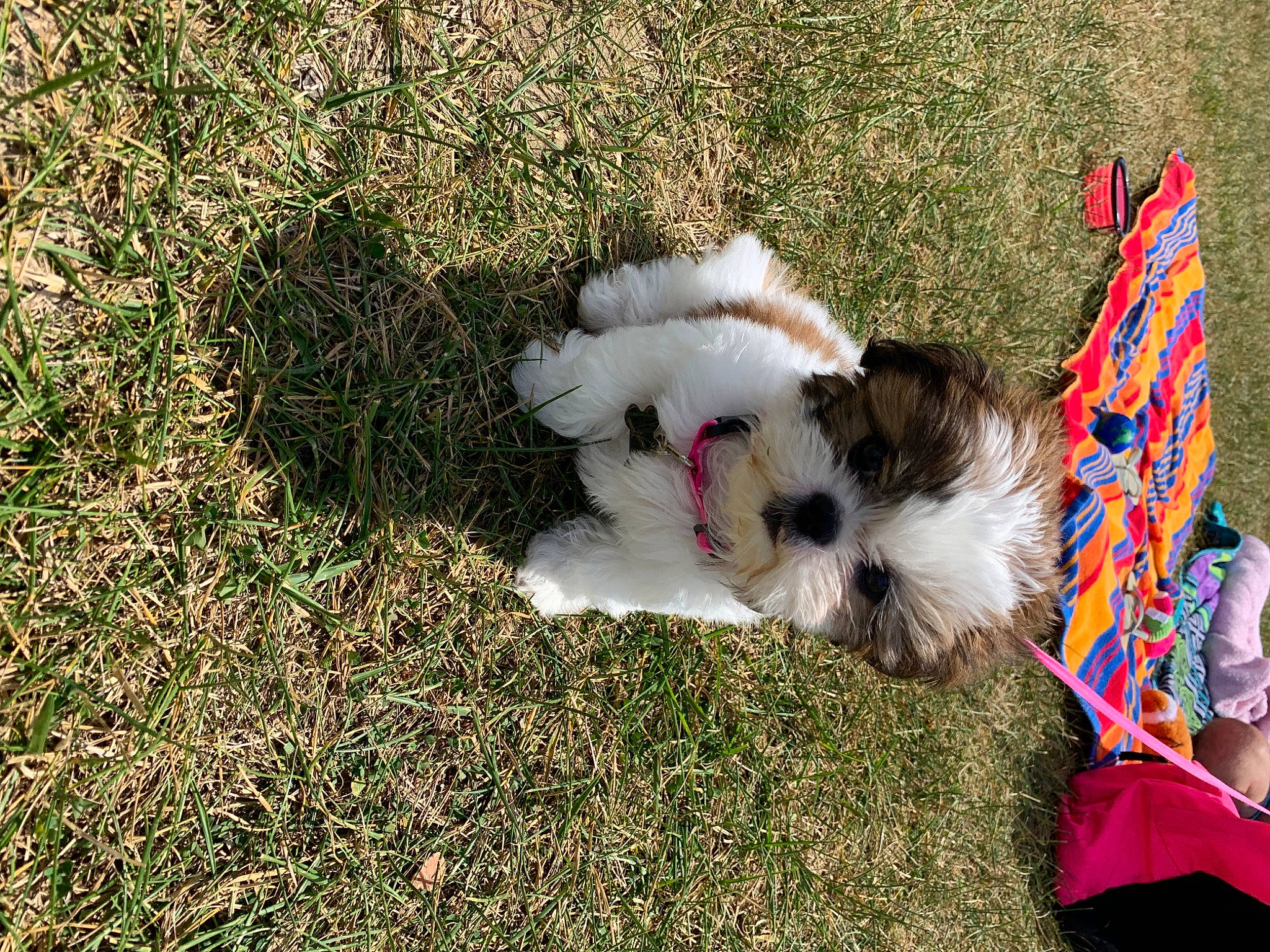 Mila is registered to the contest to win money with this photo: canidae, carnivore, collar, companion_dog, dog, dog_breed, dog_collar, dog_supply, fawn, felidae, fur, grass, groundcover, plant, small_terrier, sporting_group, tail, terrier, toy_dog, working_animal