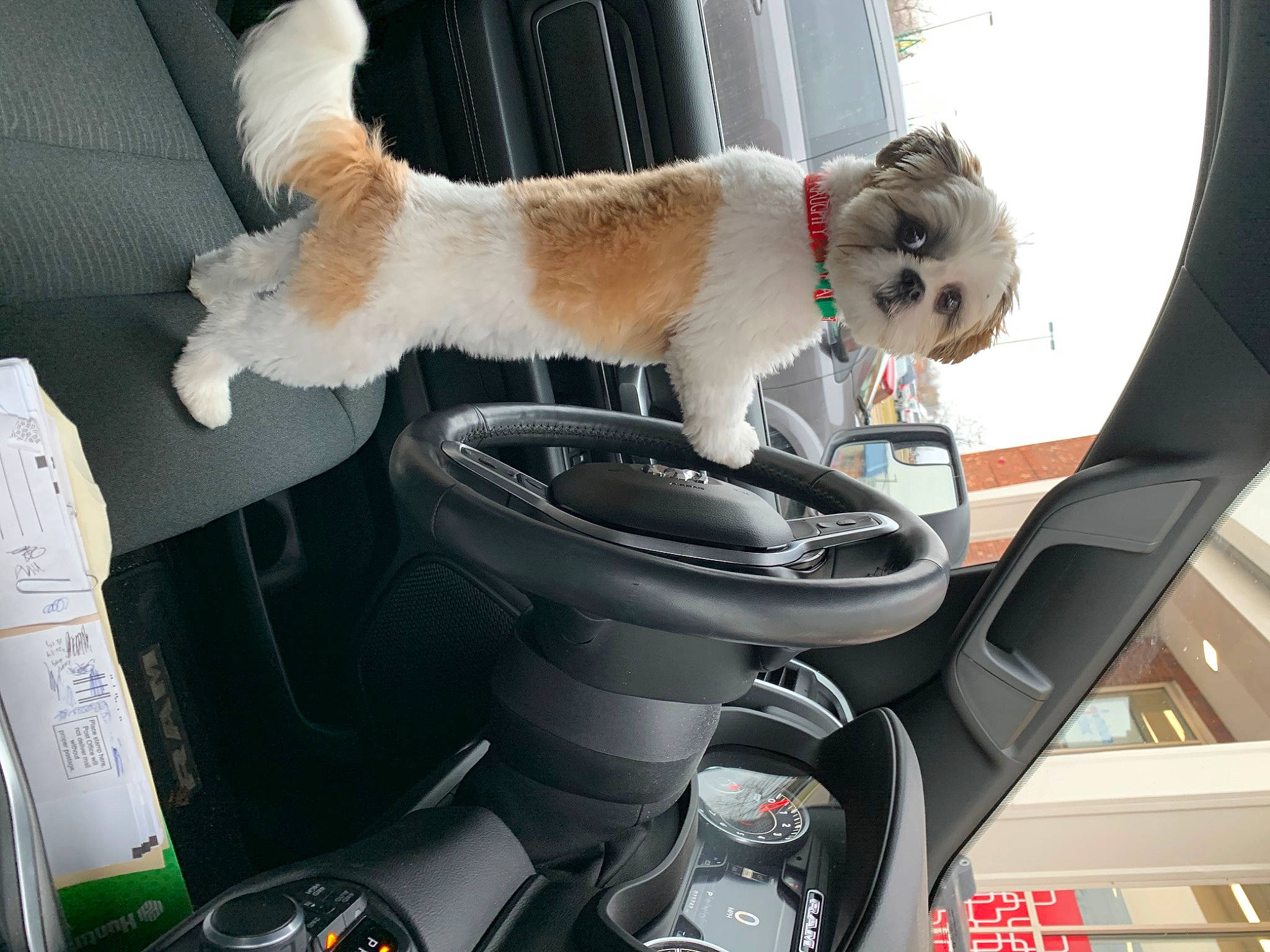 Mila is registered to the contest to win money with this photo: auto_part, automotive_design, automotive_exterior, baby_carriage, car, car_seat, car_seat_cover, carnivore, collar, companion_dog, dog, dog_breed, dog_collar, family_car, gear_shift, motor_vehicle, seat_belt, steering_wheel, vehicle, vehicle_door