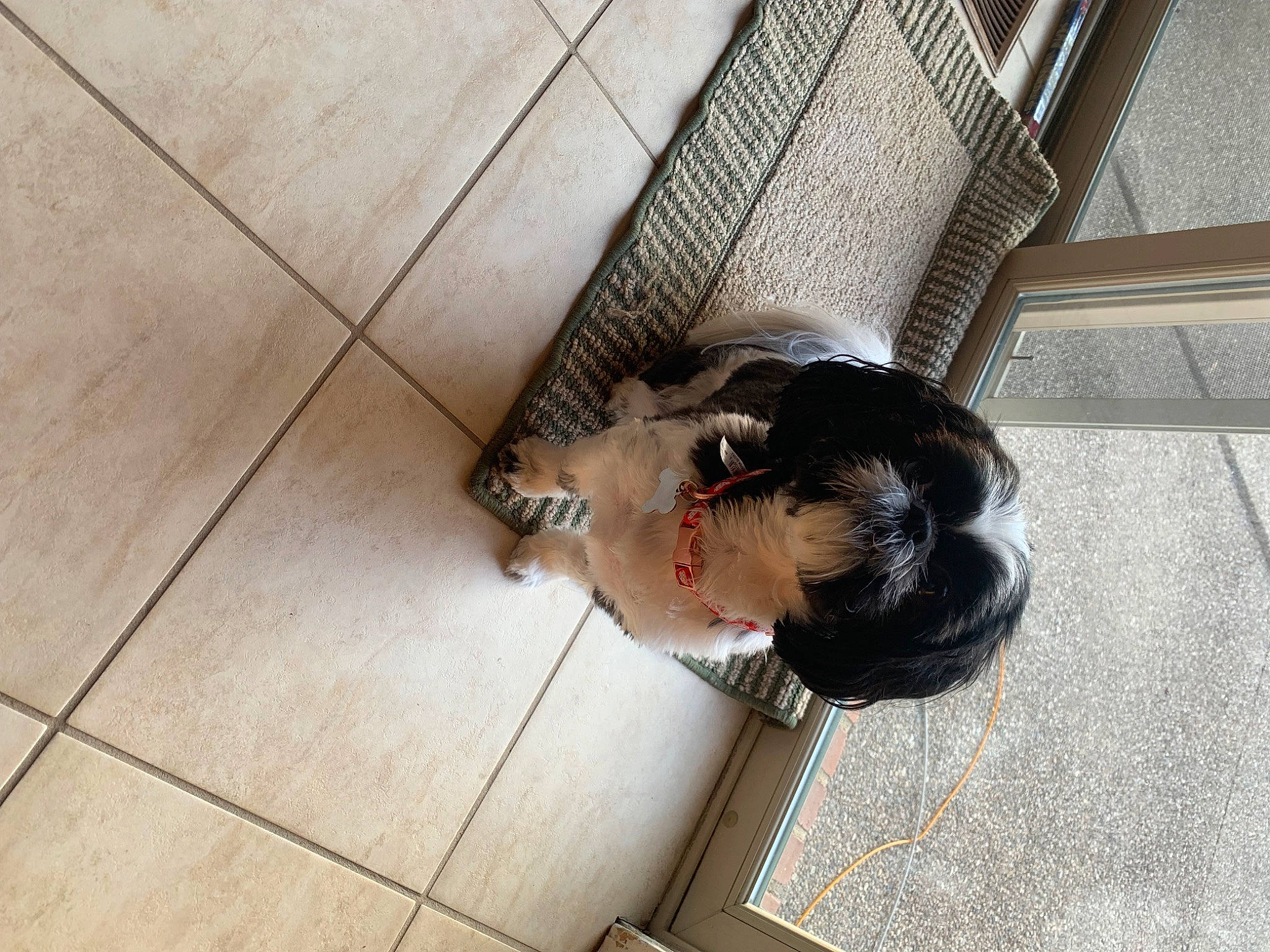 Ellie is registered to the contest to win money with this photo: canidae, carnivore, comfort, companion_dog, dog_breed, fawn, felidae, floor, flooring, foot, fur, hardwood, human_leg, sitting, small_to_medium_sized_cats, snout, sporting_group, tail, whiskers, wood