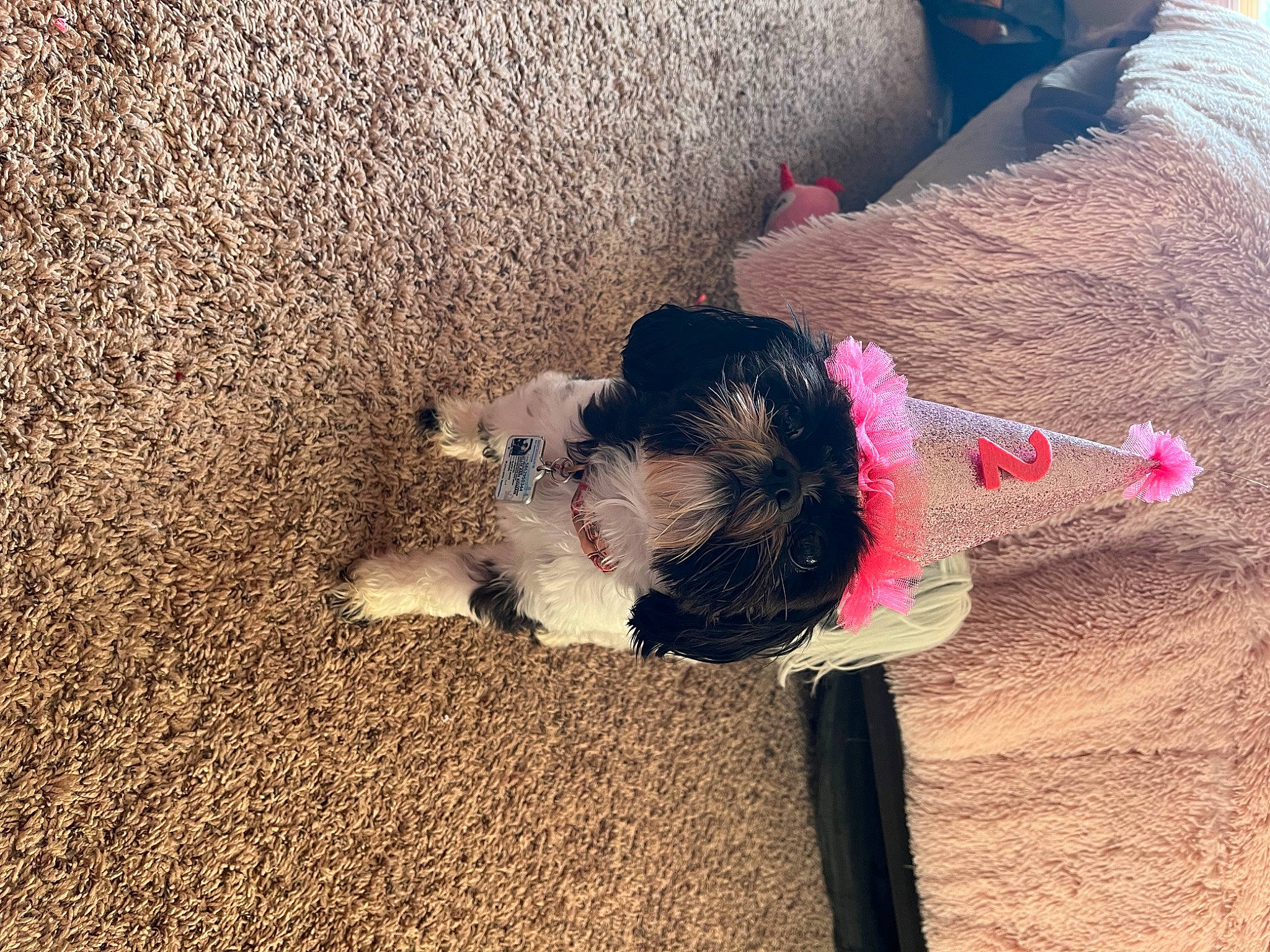 Ellie joined the competition — help win amazing prizes! canidae, carnivore, companion_dog, dog, dog_breed, fawn, fun, fur, grass, happy, landscape, leisure, people_in_nature, sand, shadow, soil, tail, tints_and_shades, toddler, tree