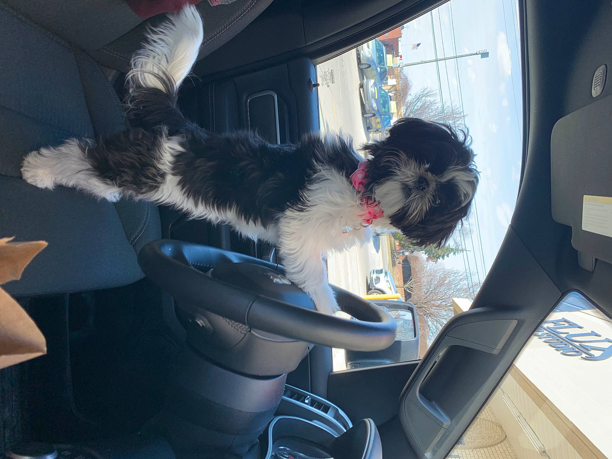 Ellie joined the competition — help win amazing prizes! auto_part, automotive_design, automotive_exterior, automotive_window_part, car, car_seat, car_seat_cover, carnivore, companion_dog, dog, dog_breed, family_car, head_restraint, motor_vehicle, personal_luxury_car, sporting_group, steering_wheel, vehicle, vehicle_door, window