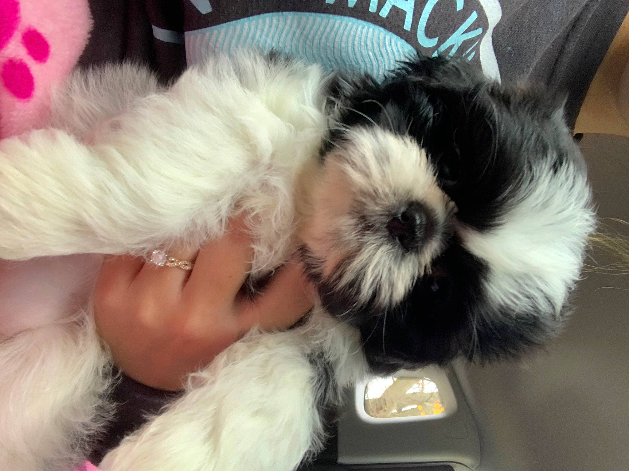 Ellie joined the competition — help win amazing prizes! canidae, carnivore, comfort, companion_dog, dog, dog_breed, dog_supply, eye, fawn, fur, paw, pet_supply, shih_poo, shih_tzu, snout, sporting_group, tail, toy_dog, whiskers, working_animal