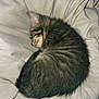Chico is registered to the contest to win money with this photo: cat, kitten, sleeping, curled_up, tabby, stripes, fur, blanket, bedding, nap, cozy, pet, domestic_animal, whiskers, indoor, close_up, small_animal, soft_texture, peaceful, resting