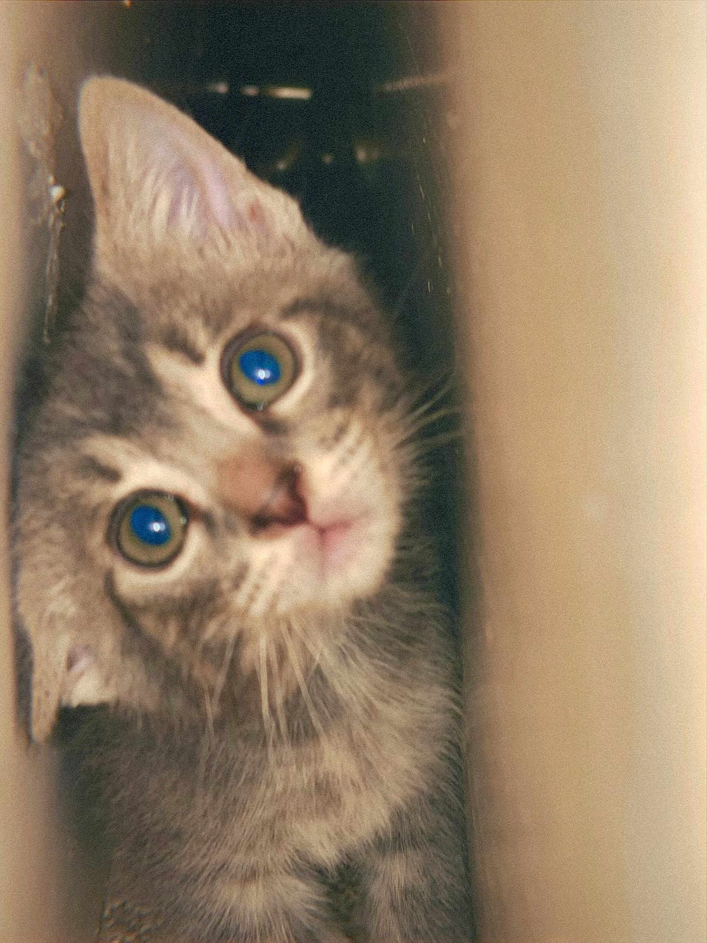 Chico is registered to the contest to win money with this photo: cat, kitten, tabby, feline, close_up, wide_eyes, whiskers, ears, nose, fur, curious, peeking, indoor, portrait, soft_light, blur, grainy, cute, small_space, vertical_composition