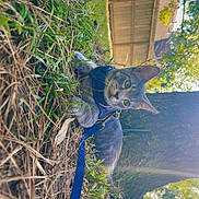 Chico is registered to the contest to win money with this photo: cat, tabby, pet, outdoors, grass, harness, leash, tree, yard, fence, low_angle, close_up, curious, whiskers, pine_needles, pine_cone, sunlight, greenery, portrait, eyes