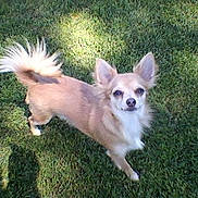 Lulabelle is registered to the contest to win money with this photo: alone, animal, canine, cute, daylight, dog, ears_up, fluffy_tail, friendly, fur, grass, lawn, looking_up, nature, outdoor, pet, shadow, small_dog, sunlight, tan_dog