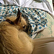 Peanut joined the competition — help win amazing prizes!