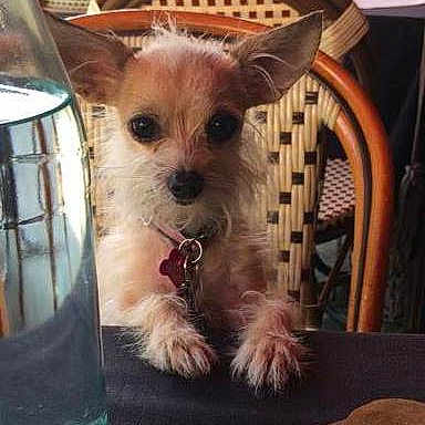 Peanut is registered to the contest to win money with this photo: