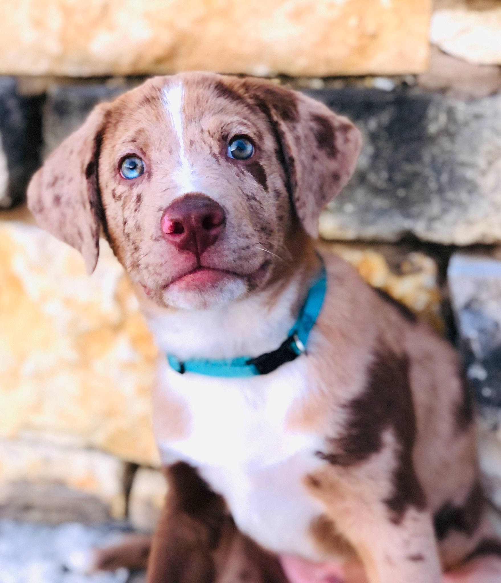 Duke joined the competition — help win amazing prizes! canidae, carnivore, catahoula_bulldog, dog, dog_breed, fawn, great_dane, hunting_dog, liver, louisiana_catahoula_leopard_dog, mammal, pit_bull, pointer, puppy, rare_breed_dog, sporting_group, vertebrate