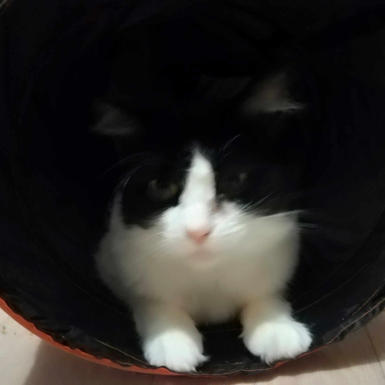 Doudou