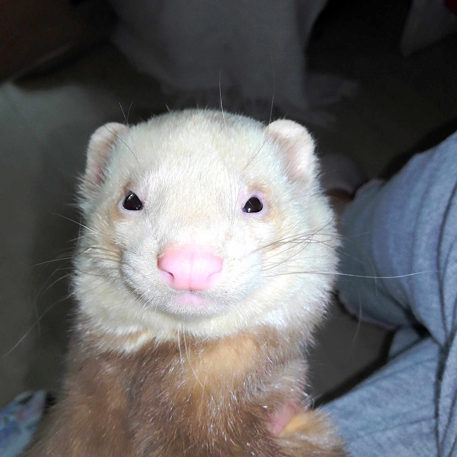 Barjo