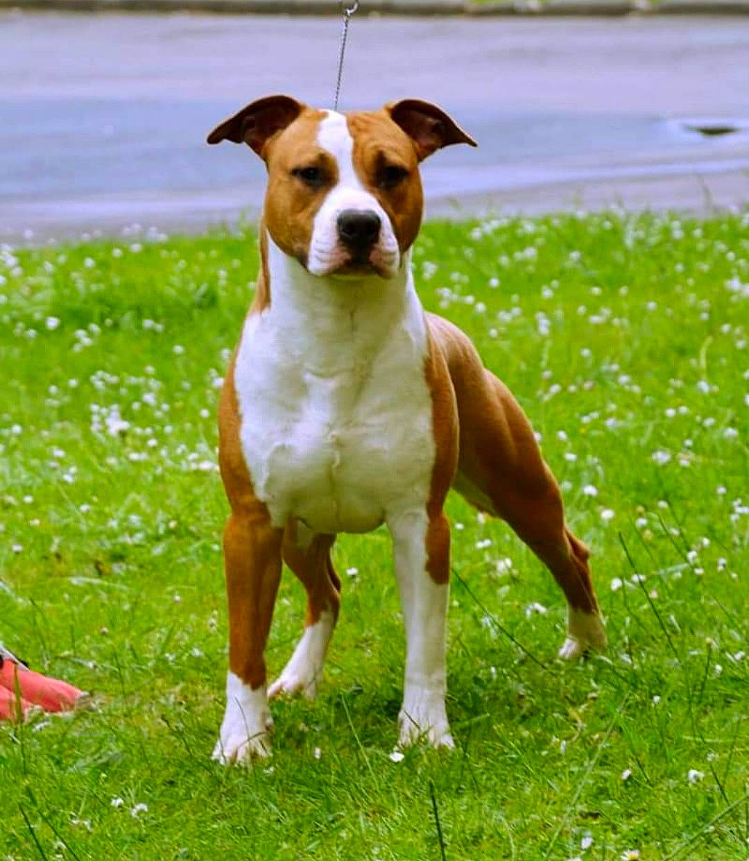 Waukee participe au concours pour gagner de l'argent avec cette photo : ancient_dog_breeds, ball, carnivore, collar, companion_dog, dog, dog_breed, fawn, grass, grassland, hound, hunting_dog, liver, pasture, prairie, sporting_group, terrestrial_animal, water, working_animal, working_dog