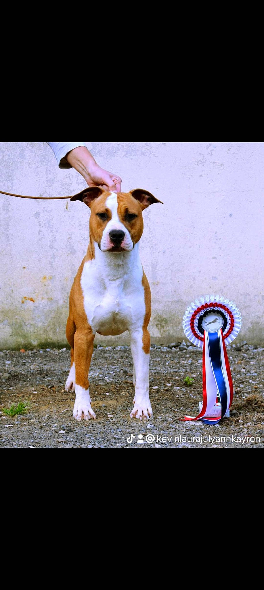 Waukee participe au concours pour gagner de l'argent avec cette photo : ancient_dog_breeds, art, ball, canidae, carnivore, collar, companion_dog, dog, dog_breed, dog_collar, dog_sports, dog_supply, electric_blue, fawn, hound, leash, paw, pet_supply, snout, working_animal