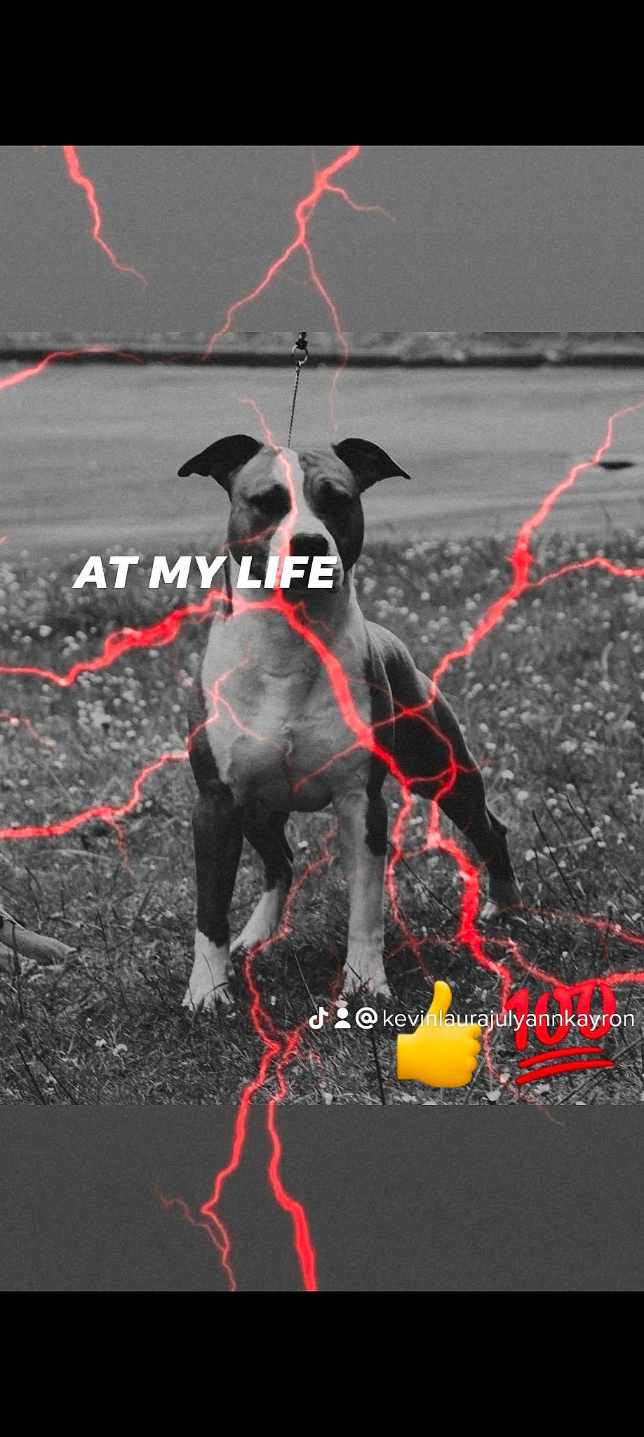 Waukee a rejoint le concours — aidez-le/la à gagner de superbes lots ! canidae, carnivore, collar, companion_dog, darkness, dog, dog_breed, dog_collar, dog_supply, event, font, happy, leash, pet_supply, photo_caption, snout, soil, sporting_group, terrestrial_animal, working_animal