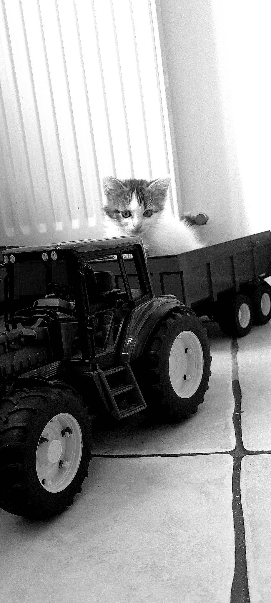 Lune participe au concours pour gagner de l'argent avec cette photo : automotive_design, automotive_tire, automotive_wheel_system, black, carnivore, cat, fender, gas, locking_hubs, motor_vehicle, rim, rolling, synthetic_rubber, tire, tractor, tread, vehicle, wheel, white, wood