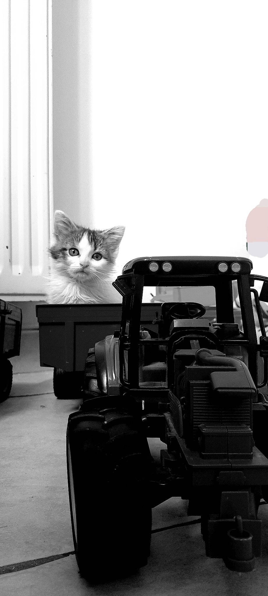 Lune participe au concours pour gagner de l'argent avec cette photo : automotive_design, automotive_exterior, automotive_tire, bumper, carnivore, cat, comfort, domestic_short_haired_cat, felidae, fender, machine, monochrome, monochrome_photography, motor_vehicle, room, small_to_medium_sized_cats, tire, vehicle, wheel, whiskers