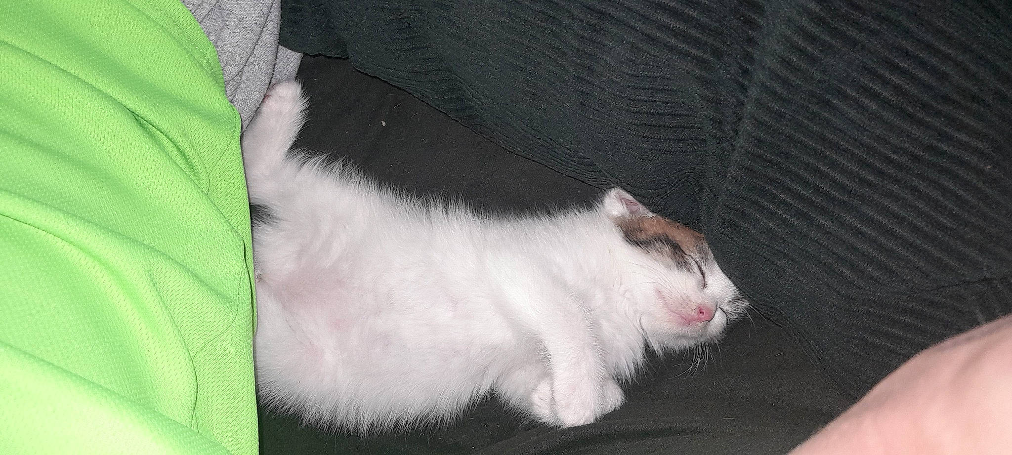 Lune participe au concours pour gagner de l'argent avec cette photo : carnivore, cat, claw, comfort, domestic_short_haired_cat, eye, felidae, fur, paw, small_to_medium_sized_cats, snout, tail, whiskers