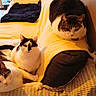 cat, cats, indoor, couch, blanket, feline, pet, relaxing, domestic, animal, tabby, white, black, yellow, home, living_room, fur, resting, cozy, comfort