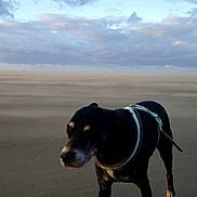 Tak a rejoint le concours — aidez-le/la à gagner de superbes lots ! dog, black_dog, beach, sand, cloudy_sky, harness, outdoor, animal, pet, landscape, nature, sky, clouds, empty_beach, daytime, walking, canine, vacation, travel, seaside