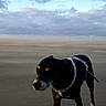 dog, black_dog, beach, sand, cloudy_sky, harness, outdoor, animal, pet, landscape, nature, sky, clouds, empty_beach, daytime, walking, canine, vacation, travel, seaside