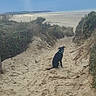 dog, black_dog, collar, sand, path, beach, bushes, sky, clouds, sunlight, nature, outdoor, landscape, coast, sea, water, scenic, animal, pet, walking_path