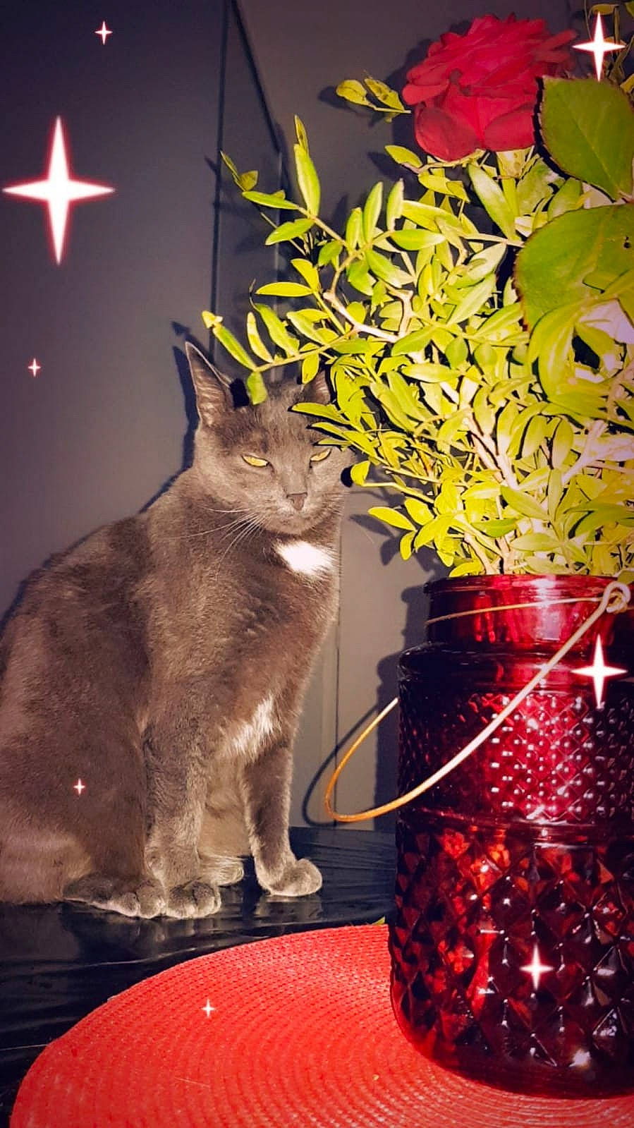 Kiwy participe au concours pour gagner de l'argent avec cette photo : carnivore, cat, christmas_decoration, domestic_short_haired_cat, drinkware, event, felidae, flowerpot, fur, houseplant, light, night, plant, small_to_medium_sized_cats, tail, tree, twig, vase, vertebrate, whiskers